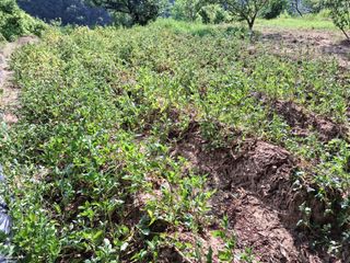 형남영님의 기타작물 · 영농일지 작성글 사진