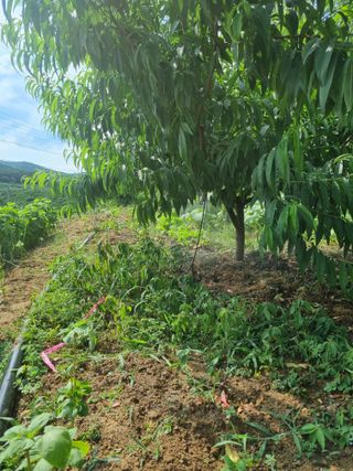 복숭아20126님의 기타작물 · 영농일지 작성글 사진