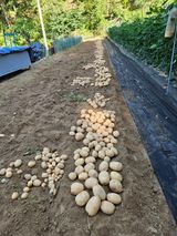 팜모닝 감자·영농일지 게시글 이미지