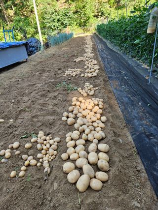 감7768님의 감자 · 영농일지 작성글 사진