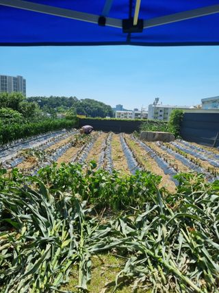 박병철님의 옥수수 · 영농일지 작성글 사진