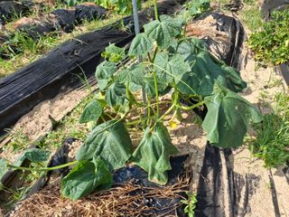 형남영님의 기타작물 · 영농일지 작성글 사진