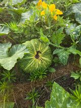 팜모닝 기타작물·영농일지 게시글 이미지