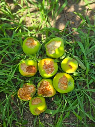 최동구님의 사과 · 영농일지 작성글 사진