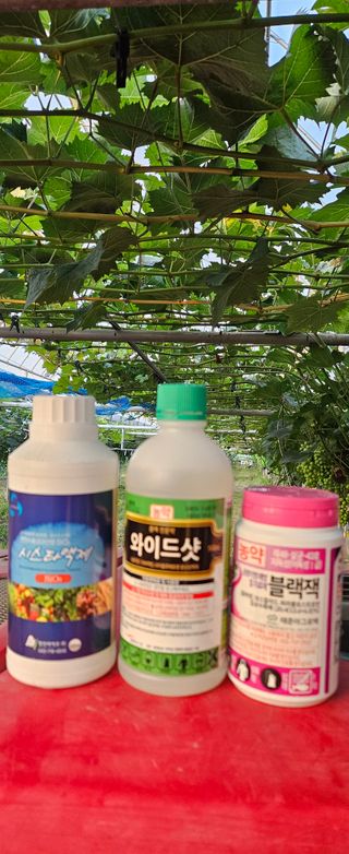 대파13439님의 기타작물 · 영농일지 작성글 사진