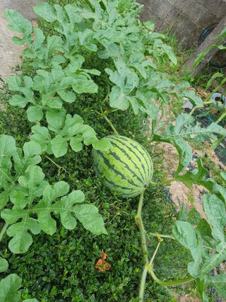 금강석님의 기타작물 · 영농일지 작성글 사진
