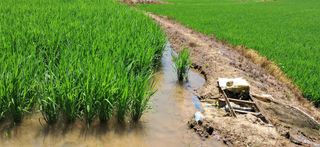 이복길님의 벼 · 영농일지 작성글 사진