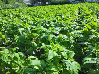 이천산수유3대농부님의 참깨 · 영농일지 작성글 사진