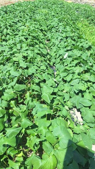 오남현님의 고구마 · 영농일지 작성글 사진