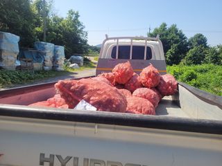 김정은님의 마늘 · 영농일지 작성글 사진