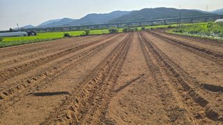 김흥환 님의 들깨 · 영농일지 작성글 사진