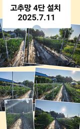 팜모닝 고추·영농일지 게시글 이미지