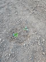 팜모닝 호박·영농일지 게시글 이미지