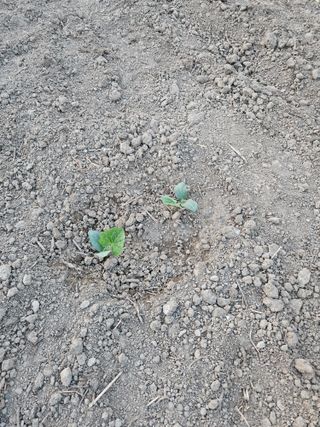 박원봉님의 호박 · 영농일지 작성글 사진