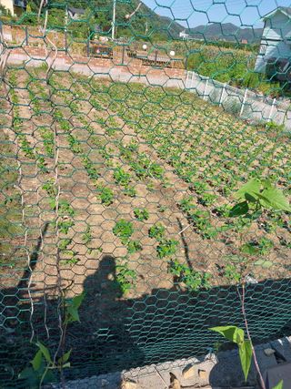 금복주님의 기타작물 · 영농일지 작성글 사진