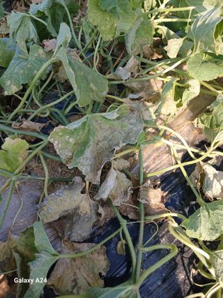 강성흔목사 님의 기타작물 · 영농일지 작성글 사진