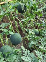 팜모닝 기타작물·영농일지 게시글 이미지