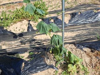 형남영님의 기타작물 · 영농일지 작성글 사진