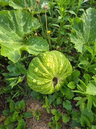 별장의텃밭농부님의 기타작물 · 영농일지 작성글 사진