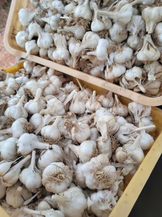 최유순님의 기타작물 · 영농일지 작성글 사진