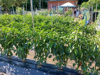 금복주님의 기타작물 · 영농일지 작성글 사진