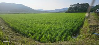 최갑수 님의 벼 · 영농일지 작성글 사진