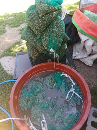 삼성농산님의 마늘 · 영농일지 작성글 사진