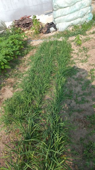 이승욱님의 파 · 영농일지 작성글 사진