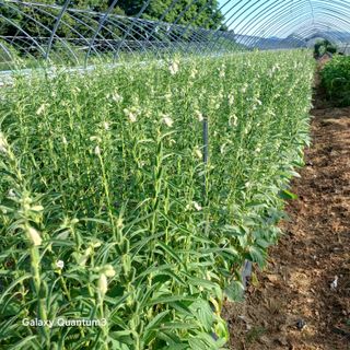 김진영님의 고추 · 영농일지 작성글 사진