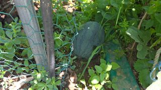 홍성관님의 감자 · 영농일지 작성글 사진