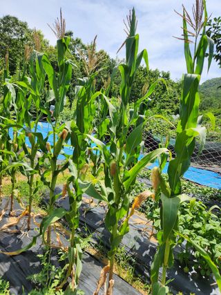 김영옥님의 기타작물 · 영농일지 작성글 사진