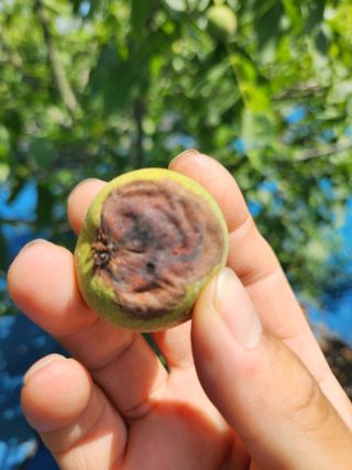 김영옥님의 기타작물 · 영농일지 작성글 사진