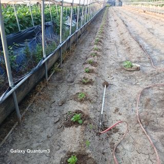 김진영님의 고추 · 영농일지 작성글 사진