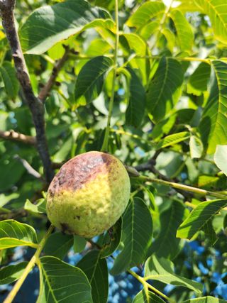 김영옥님의 기타작물 · 영농일지 작성글 사진