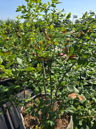 비타민님의 블루베리 · 영농일지 작성글 사진