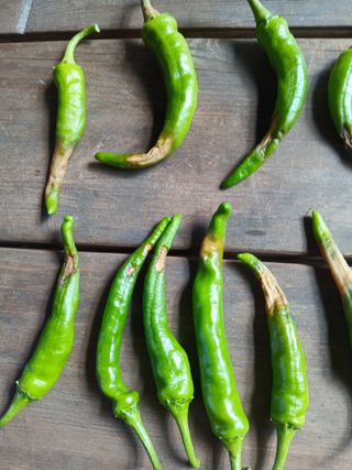 맞춤포도 드론방제님의 고추 · 영농일지 작성글 사진