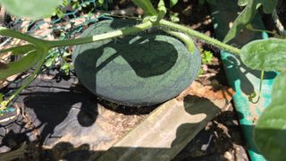 홍성관님의 감자 · 영농일지 작성글 사진