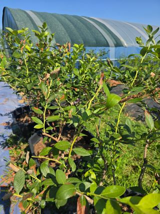 비타민님의 블루베리 · 영농일지 작성글 사진