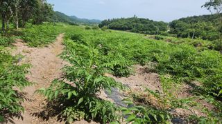 장흥 모경화 님의 기타작물 · 영농일지 작성글 사진