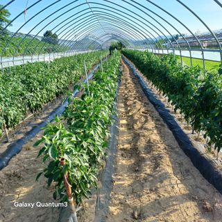 김진영님의 고추 · 영농일지 작성글 사진