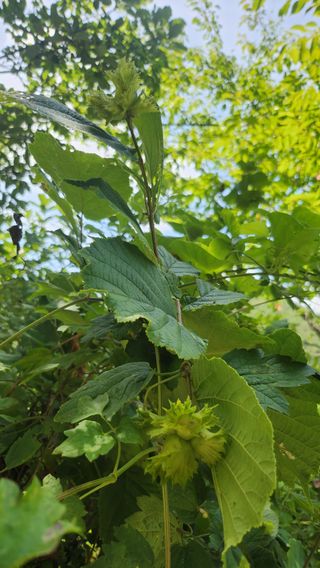 장흥 모경화 님의 기타작물 · 영농일지 작성글 사진