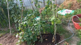 이승욱님의 파 · 영농일지 작성글 사진