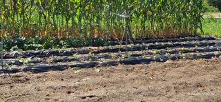 산골아찌님의 들깨 · 영농일지 작성글 사진