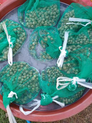 삼성농산님의 마늘 · 영농일지 작성글 사진