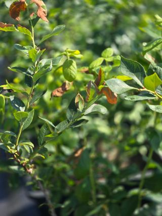 비타민님의 블루베리 · 영농일지 작성글 사진