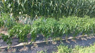 이승욱님의 파 · 영농일지 작성글 사진