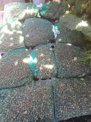 삼성농산님의 마늘 · 영농일지 작성글 사진