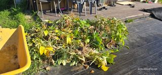 산골아찌님의 들깨 · 영농일지 작성글 사진