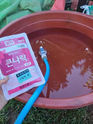 삼성농산님의 마늘 · 영농일지 작성글 사진