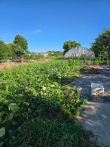 팜모닝 고구마·영농일지 게시글 이미지